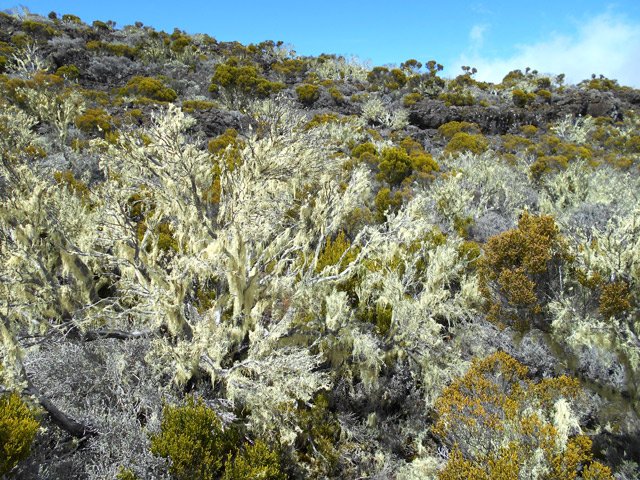 Une idée de la végétation bordant le sentier