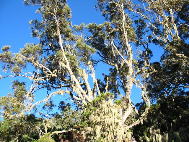 L'humidité favorise la poussée des barbes de Jupiter