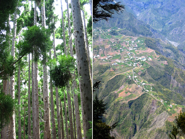 Premières vues sur l'Îlet à Cordes et les cryptomerias du départ