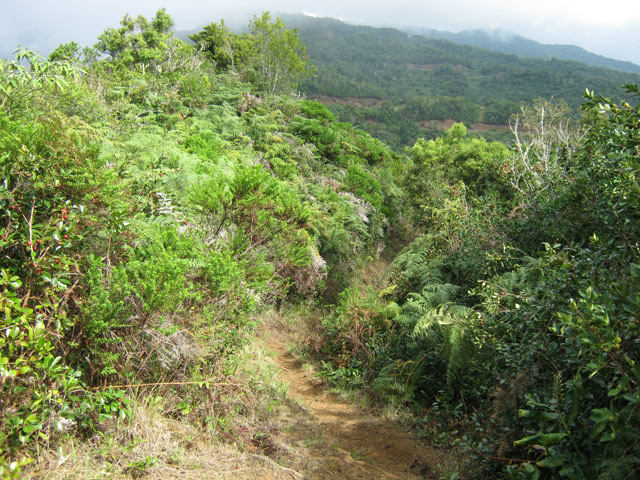 Le sentier des Goyaviers. La vue de la RF au loin marque bientôt la fin de la boucle
