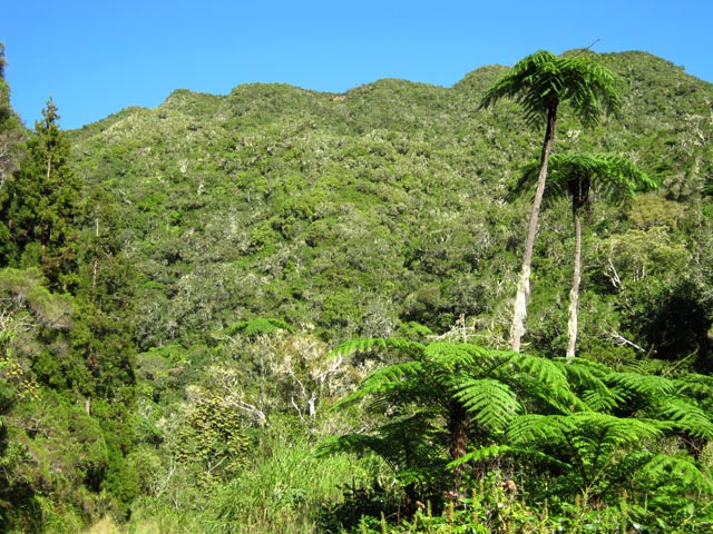 Les fougères arborescentes sont aussi hautes que des cocotiers