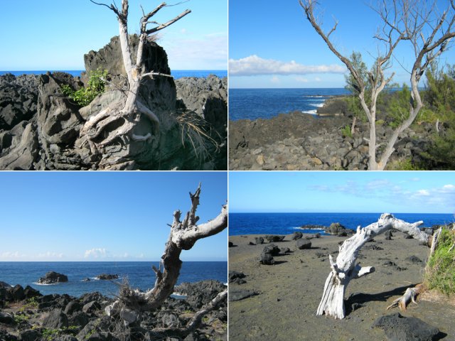 Les roches et bois morts créent des œuvres abstraites