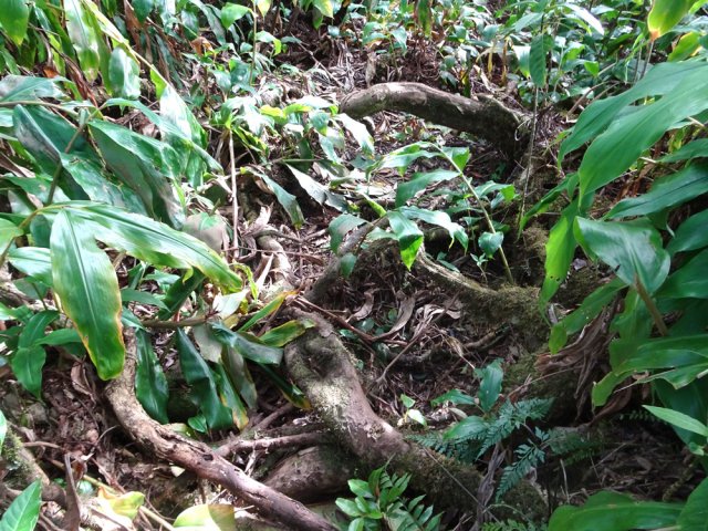 Il faut souvent enjamber les racines