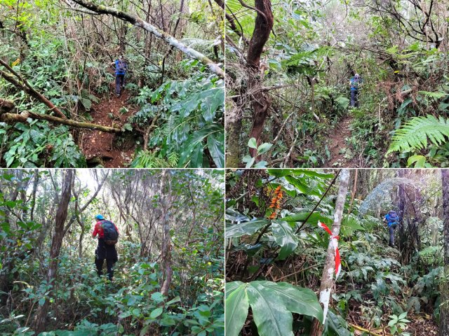 Une idée du sentier étroit dans une végétation toujours luxuriante