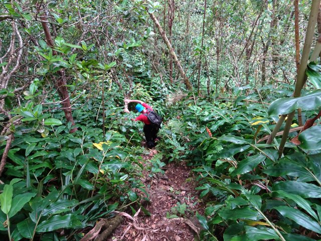 Nouvelle très forte descente où les goyaviers servent de frein