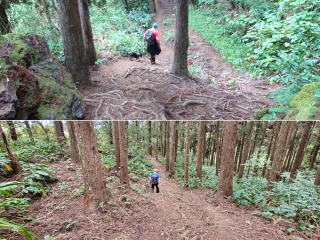 Larges passages sur les racines des cryptomerias