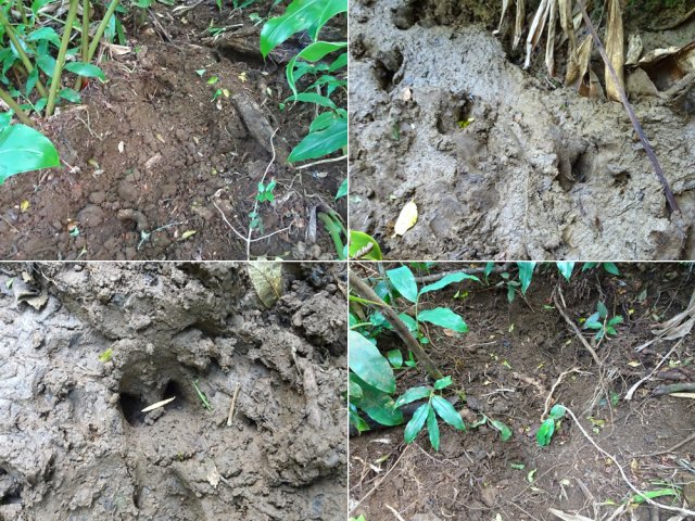 Multitudes de traces laissées par les cochons sauvages