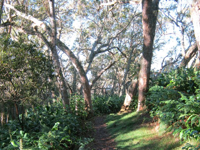 Une agréable portion de sentier herbeux