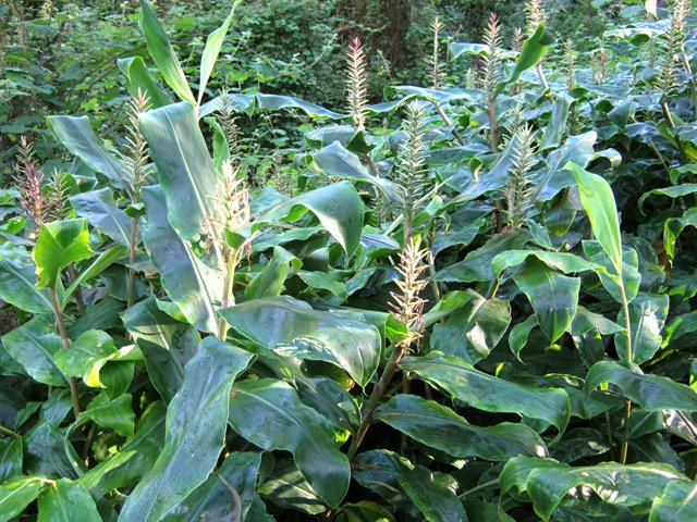 Les longoses ont presque terminé leur colonisation des Hauts du Tévelave