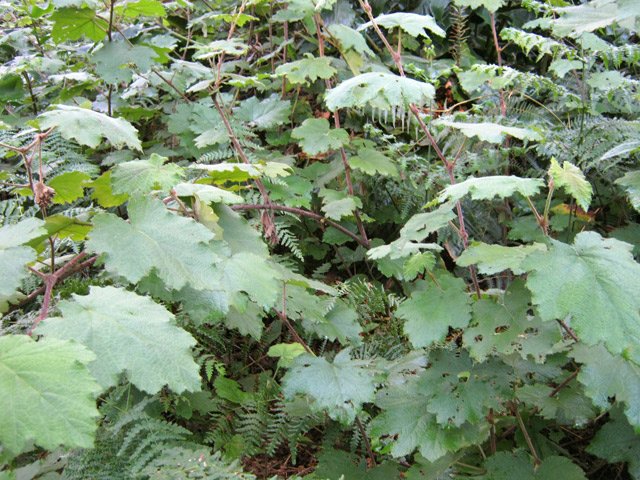 Il vaut hélas mieux des longoses que de la vigne marronne