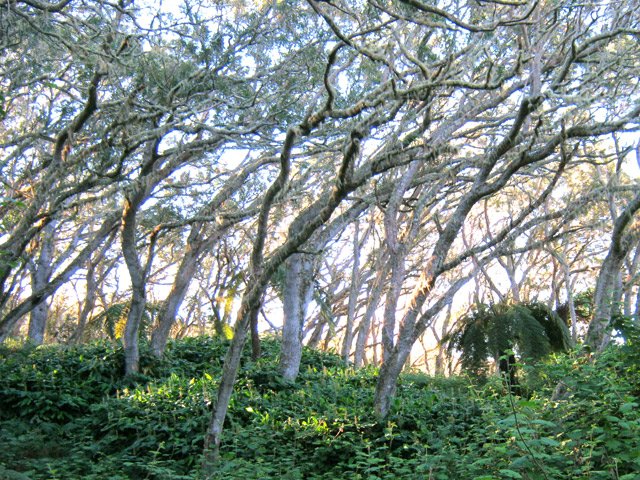 Paysage classique de ces tamarins tous penchés dans le même sens