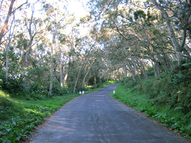 La route Forestière des Tamarins proche du départ