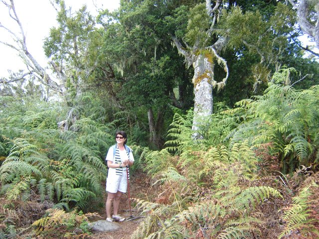 Beaucoup de fougères dans cette zone