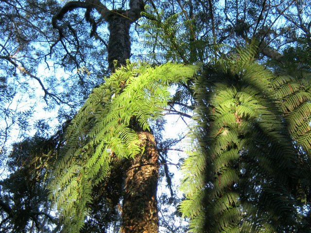Quelques fanjans arrivent à trouver la lumière nécessaire à leur survie