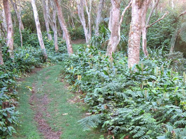 Une portion de sentier bordé de longoses