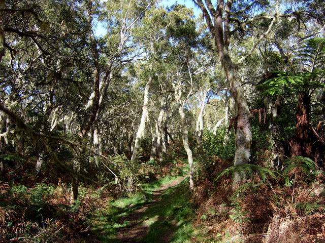 Le Sentier du Gol sous les tamarins, les fanjans et les longoses