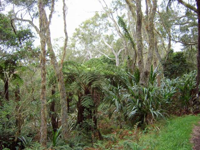 Les tamarins noyés dans la végétation (canne, fanjans, longoses ...)