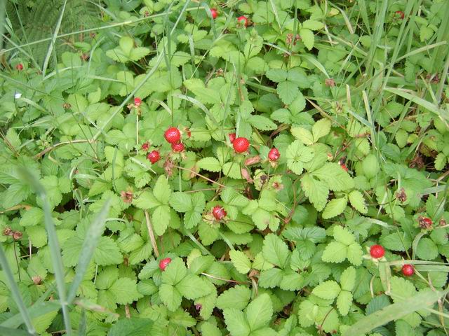 Les fraises d'lo pourront désaltérer si le besoin s'en fait sentir