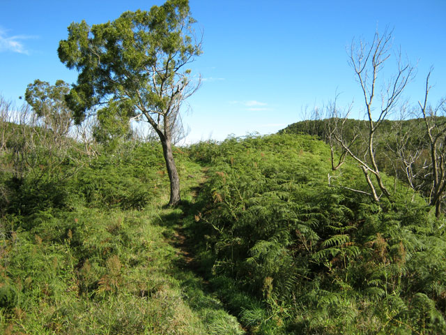 Une agréable portion du Sentier des Tamarins avant la RF