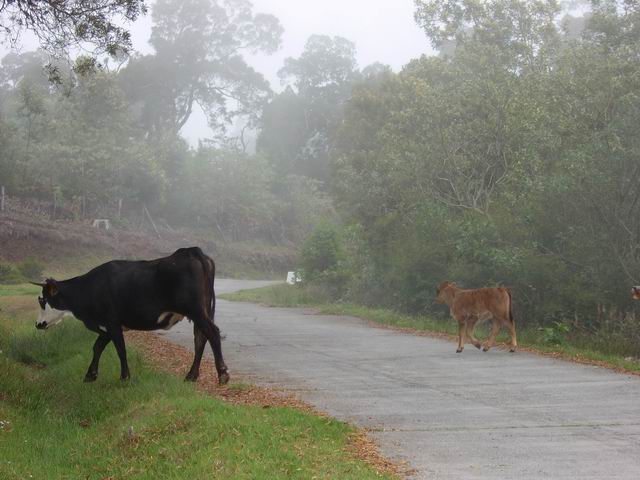 La route des tamarins, souvent traversée par les troupeaux