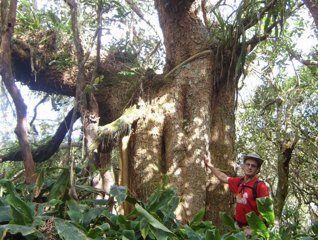 Respectueux tamarins sur le Sentier du Gol