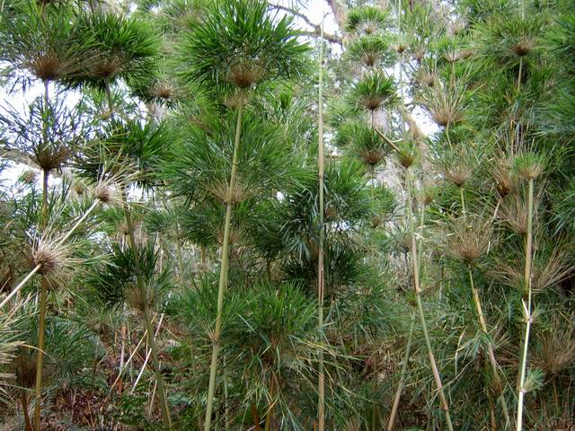 Zone humide favorable au développement du calumet