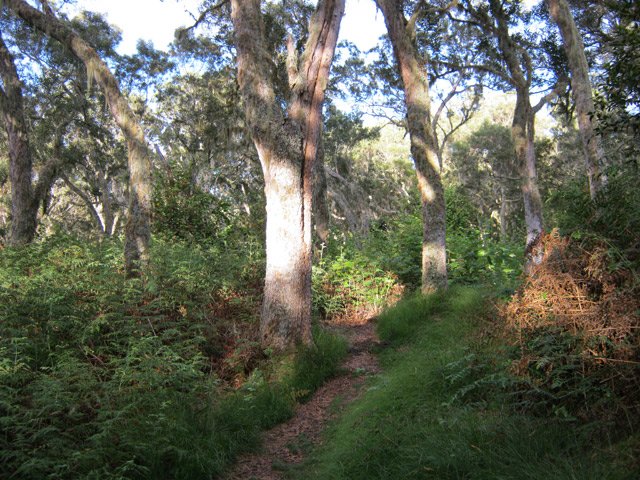 Une autre, ombragée