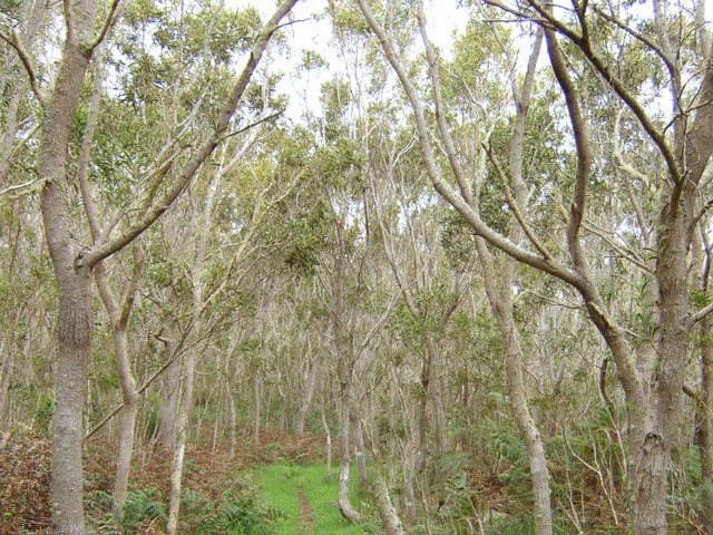 Une plantation de jeunes tamarins