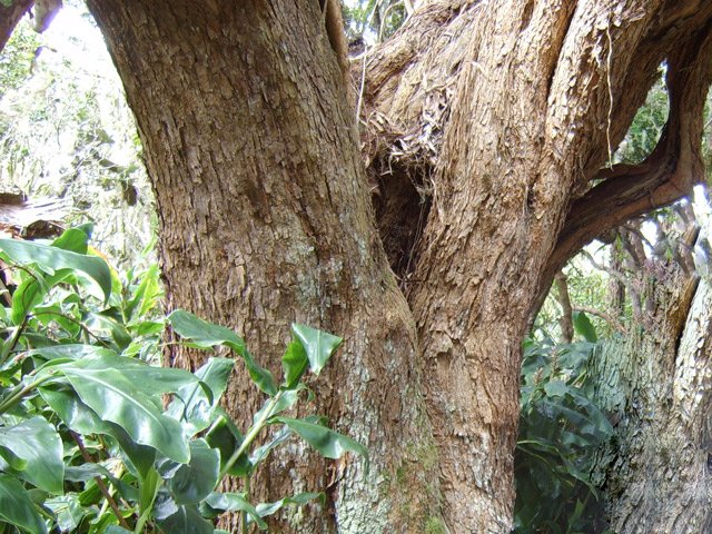 Un autre, plus petit, mais "costaud"