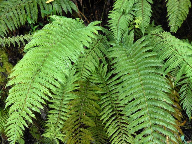 Les fougères envahissent les endroits humides