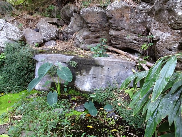 Mince filet d'eau suffisant pour irriguer les taros