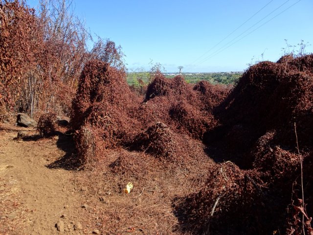 Les lianes tueuses n'ont pas résisté à la sécheresse