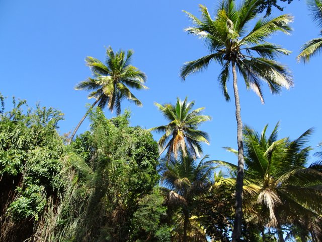 Manguiers, palmiers et cocotiers tout au long du parcours de retour