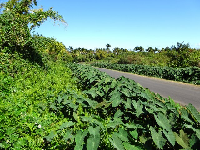 Canaux inondés abritant des fougères et des taros
