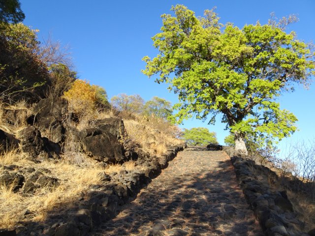 Les grands tamarins créent de l'ombre sur le bord du chemin