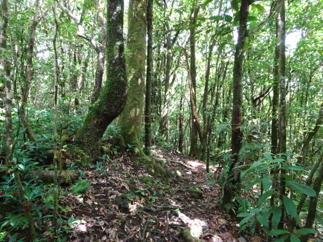 Une des rares portions non encore envahie de goyaviers