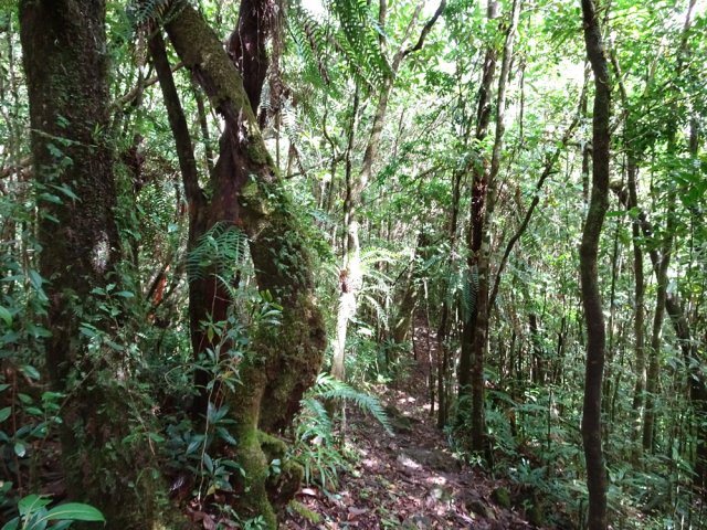 Le sentier est étroit mais bien marqué
