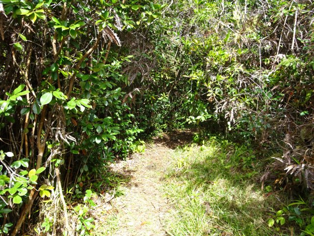 Rares clairières où le soleil arrive à pénétrer