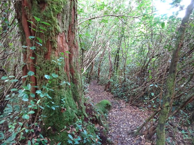 Le beau bois de rempart résiste à cette invasion