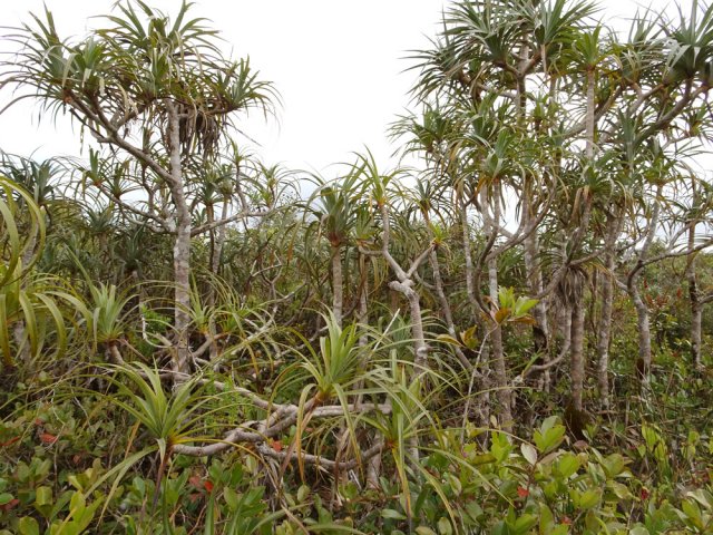 L'humidité profite aux très nombreux pimpins