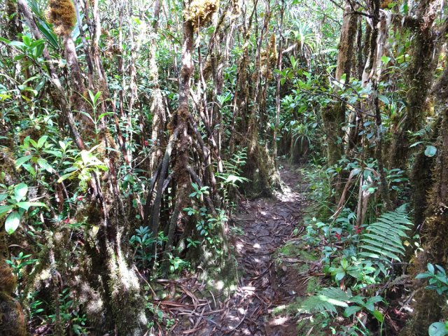 Les mousses envahissent tous les troncs