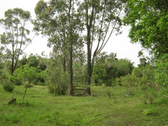 Retour sous les eucalyptus du départ