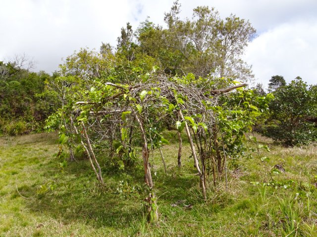 Une liane croc de chien a même eu droit à sa pergola !