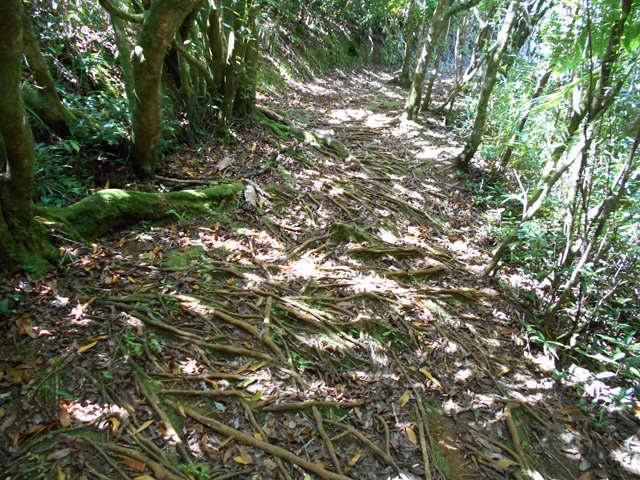Beaucoup de racines aériennes où la semelle peut s'accrocher