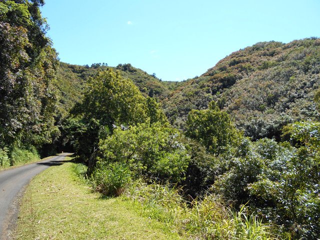 La route bordée de forêts de jamrosats reconnaissables à leurs feuilles rougissantes