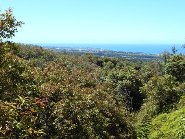 Une forêt de jamrosats et l'océan