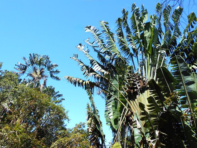 On frôle parfois des pieds de ravenales