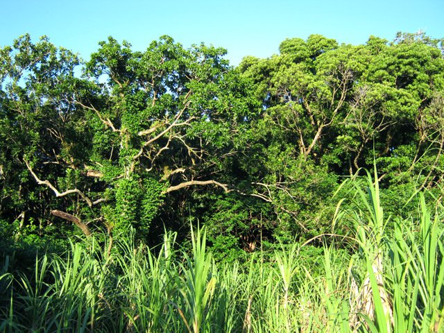 Tous les bois n'ont pas été coupés pour y faire pousser de la canne à sucre