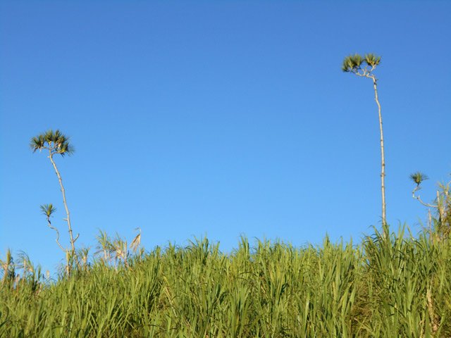 Deux pandanus, 3 fois plus hauts qu'en forêt grâce à la lumière