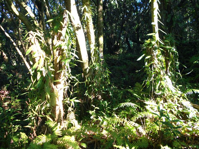 Traversée des plantations de vanille en début de sentier